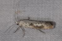Yponomeuta irrorella