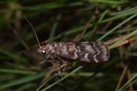 Dioryctria sylvestrella