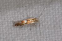 Phyllonorycter distentella