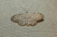 Idaea seriata