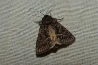 Thalpophila matura