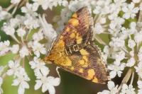 Pyrausta aurata