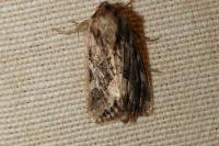 Luperina dumerilii