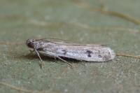 Phycitodes binaevella
