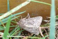 Thalpophila matura