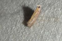 Oncocera semirubella