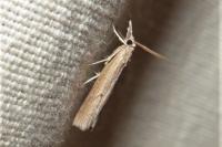 Pediasia contaminella