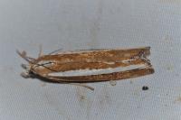 Agriphila latistria