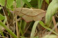 Timandra comae