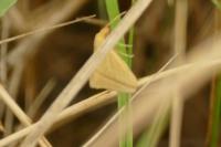 Rhodometra sacraria