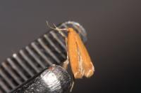 Tischeria ekebladella