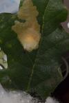 Tischeria ekebladella