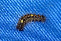 Lymantria dispar