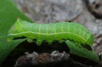 Amphipyra berbera