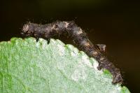 Phigalia pilosaria