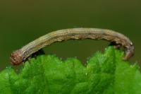 Phigaliohybernia