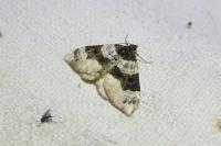 Cosmorhoe ocellata
