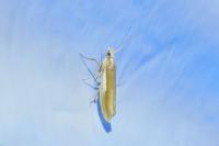 Ypsolopha parenthesella