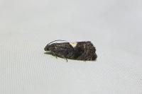 Pammene spiniana