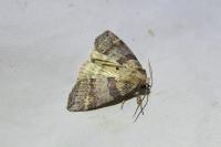 Cymatophorina diluta