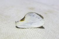 Cilix hispanica