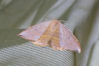 Watsonalla uncinula