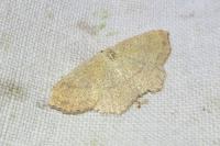 Cyclophora ruficiliaria