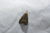Schrankia taenialis