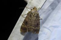 Amphipyra pyramidea