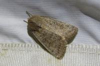 Hoplodrina blanda