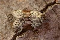 Nycteola siculana