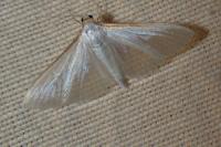 Palpita vitrealis
