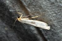 Eilema caniola