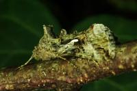 Autographa gamma