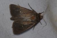 Lenisa geminipuncta