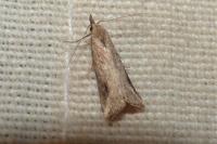 Schrankia costaestrigalis