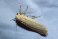 Katha depressa