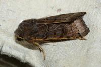 Anchoscelis lunosa