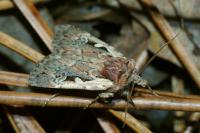 Xestia agathina