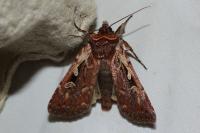 Xestia agathina