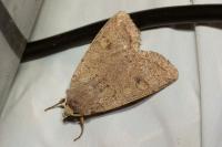 Xestia castanea