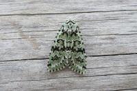 Griposia aprilina
