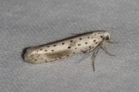 Yponomeuta irrorella