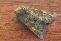 Polymixis lichenea
