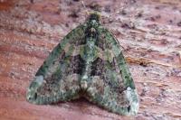 Chloroclysta siterata