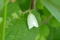 Tortrix viridana