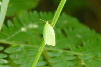 Tortrix viridana