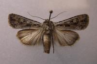 Euxoa nigrofusca/tritici