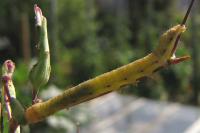 Hecatera dysodea