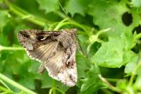 Autographa gamma